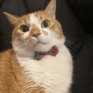 Meet your Posher, Dawson